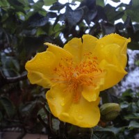 <i>Cochlospermum religiosum</i>  (L.) Alston